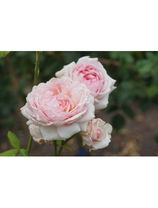 Rosier Guillot® Générosa® - Carméline 