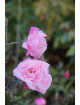 Rosier ancien - Old Blush - ©Roses Guillot®