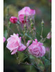Rosier ancien - Old Blush - ©Roses Guillot®