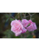 Rosier ancien - Old Blush - ©Roses Guillot®