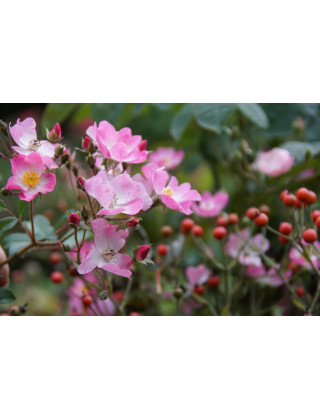 Rosier Ancien - Ballérina - ©Roses Guillot®