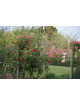 Rosier Terre des Roses® - Rouge de Chamagnieu - ©Roses Guillot®