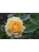 Rosiers Générosa® - Ingrid Bétancourt® - ©Roses Guillot®