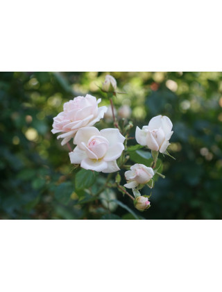 Rosier Générosa® - Martine Guillot® -©Roses Guillot®