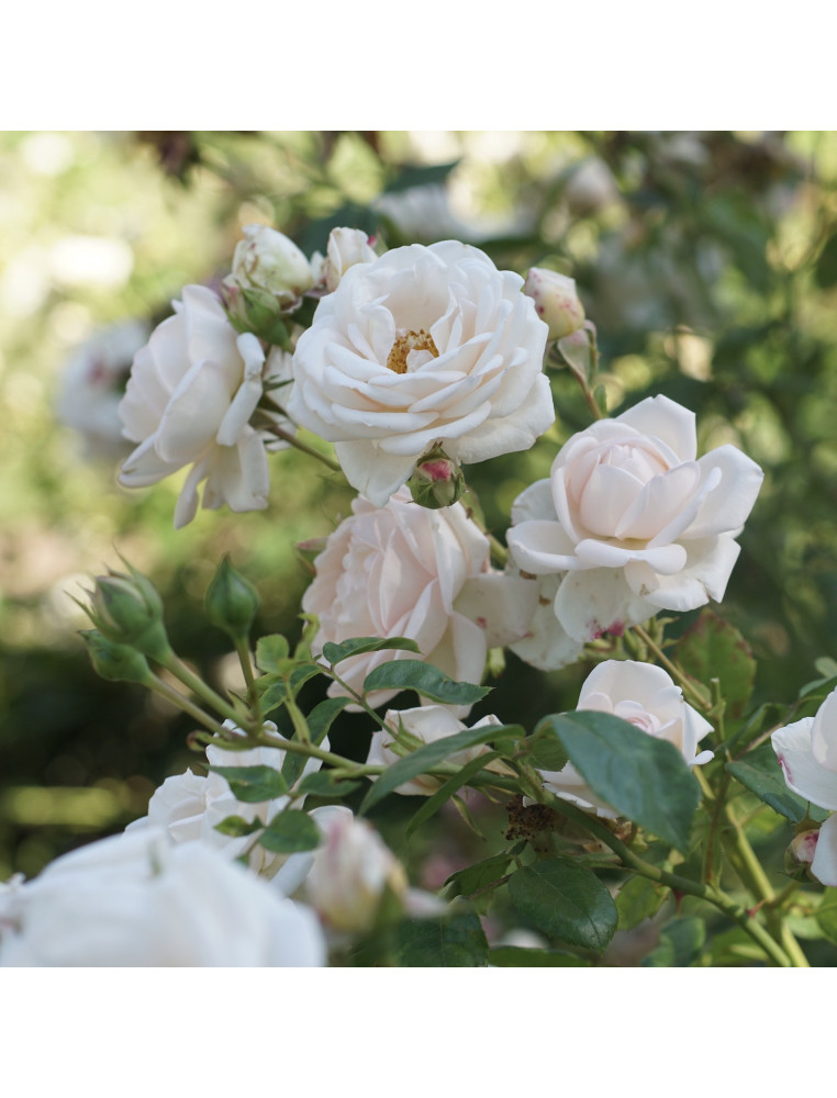 Rosier Générosa® - Martine Guillot® -©Roses Guillot® Rosier Générosa® - Martine Guillot® -©Roses Guillot®