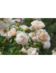 Rosier Générosa® - Martine Guillot® -©Roses Guillot®
