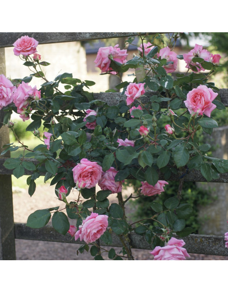 Rosier grimpant Guillot® - Social Climber