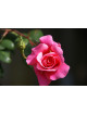 Rosier grimpant Guillot® - Social Climber