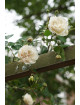 Rosier ancien grimpant - Sombreuil - ©Roses Guillot®