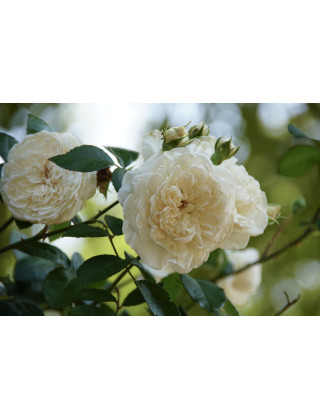 Rosier ancien grimpant - Sombreuil - ©Roses Guillot®