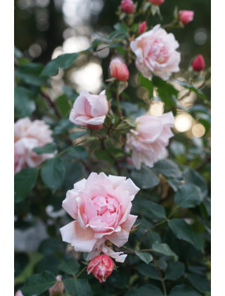 Rosier liane ancien - Albertine - ©Roses Guillot®