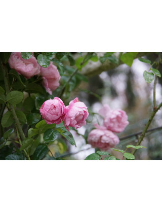 Rosiers Anciens - Baronne A.de Rothschild - ©Roses Guillot®