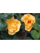 Terre des Roses® - Mikado® - ©Roses Guillot®