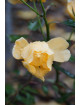 Terre des Roses® - Mikado® - ©Roses Guillot®