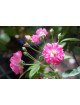 Rosier Terre des Roses® - Demitasse® - ©Roses Guillot®
