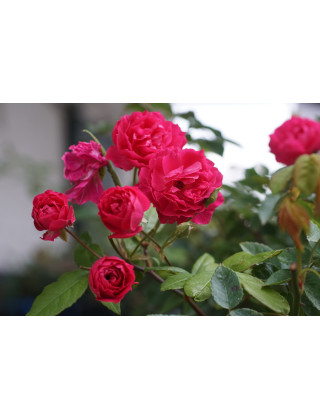 Rosier Terre des Roses® - Demitasse® - ©Roses Guillot®