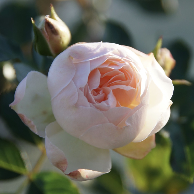Rosier Guillot® Générosa® Miniature - Chantal Thomass