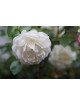 Rosier Terre des Roses® - Fabulous!® - ©Roses Guillot®