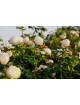 Terre des Roses® - Madeleine Fayet® - ©Roses Guillot®