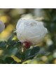 Terre des Roses® - Madeleine Fayet® - ©Roses Guillot®