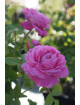 Rosier ancien - Mrs John Laing - ©Roses Guillot®