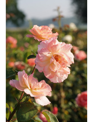 Abbaye de Maubuisson® - Rosier Générosa Guillot®