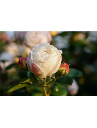 Terre des Roses® - Madeleine Fayet® - ©Roses Guillot®