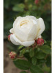 Madeleine Fayet® - Terre de Roses Guillot