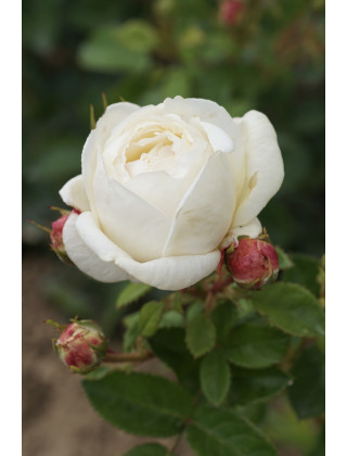 Terre des Roses® - Madeleine Fayet® - ©Roses Guillot®