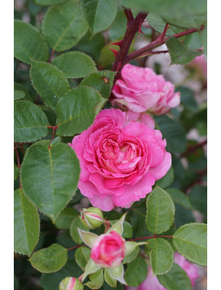Rosier Générosa® - Roses en Baie - ©Roses Guillot®