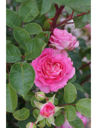 Rosier Générosa® - Roses en Baie - ©Roses Guillot®