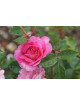 Rosier Générosa® - Roses en Baie - ©Roses Guillot®