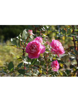 Rosier Générosa® - Roses en Baie - ©Roses Guillot®