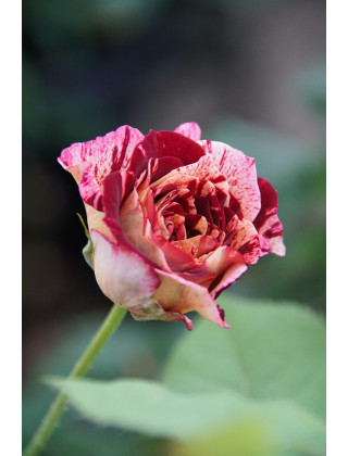 Rosier Terre des Roses® Guillot® - Belle d'Espinouse®