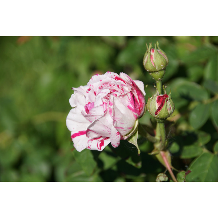 Rosier ancien Variegata di Bologna | Roseraie Guillot