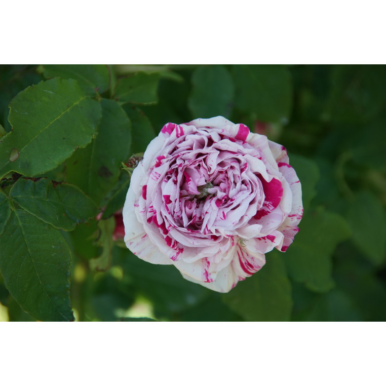 Rosier ancien Variegata di Bologna | Roseraie Guillot