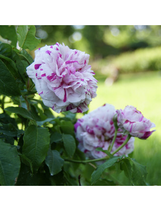 Rosier ancien - Variegata di Bologna - ©Roses Guillot®