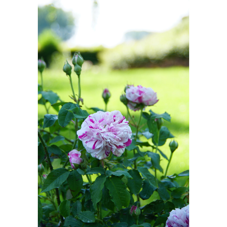 Rosier ancien Variegata di Bologna | Roseraie Guillot