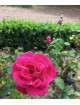 Mme Juliette Guillot®