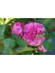 Rosier générosa Agnès Schilliger ® 