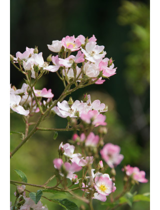 Rosier Ancien - Ballérina - ©Roses Guillot®