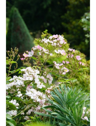 Rosier Ancien - Ballérina - ©Roses Guillot®