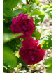 Rosier ancien Guillot - Baron J.B. Gonella - ©Roses Guillot®