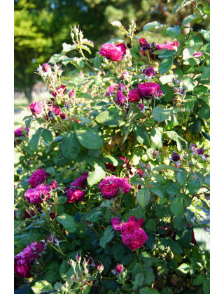 Rosier Guillot® Générosa® - Rose Bicentenaire de Guillot®