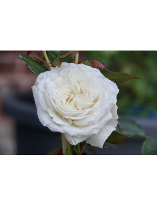 Rosier Guillot® Générosa® - Blanche de Castille®