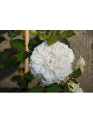 Rosier Guillot® Générosa® - Blanche de Castille®