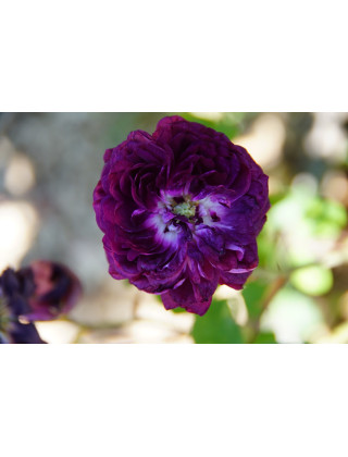 Rosier ancien - Cardinal de Richelieu - ©Roses Guillot®