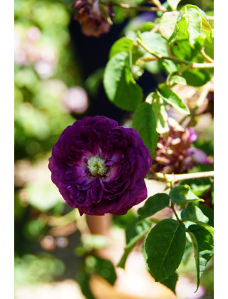 Rosier ancien - Cardinal de Richelieu - ©Roses Guillot®