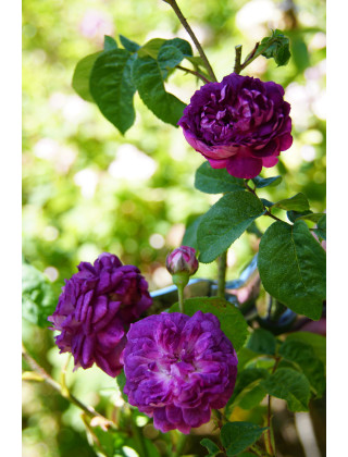 Rosier ancien - Cardinal de Richelieu - ©Roses Guillot®