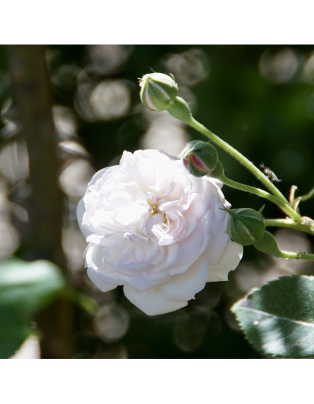 Rosier ancien - Caroline Marniesse - ©Roses Guillot®